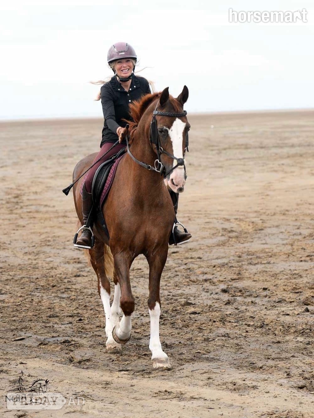"Heemhoeves Blue Angel" Chestnut Mare Broodmare - Horses in Kendal