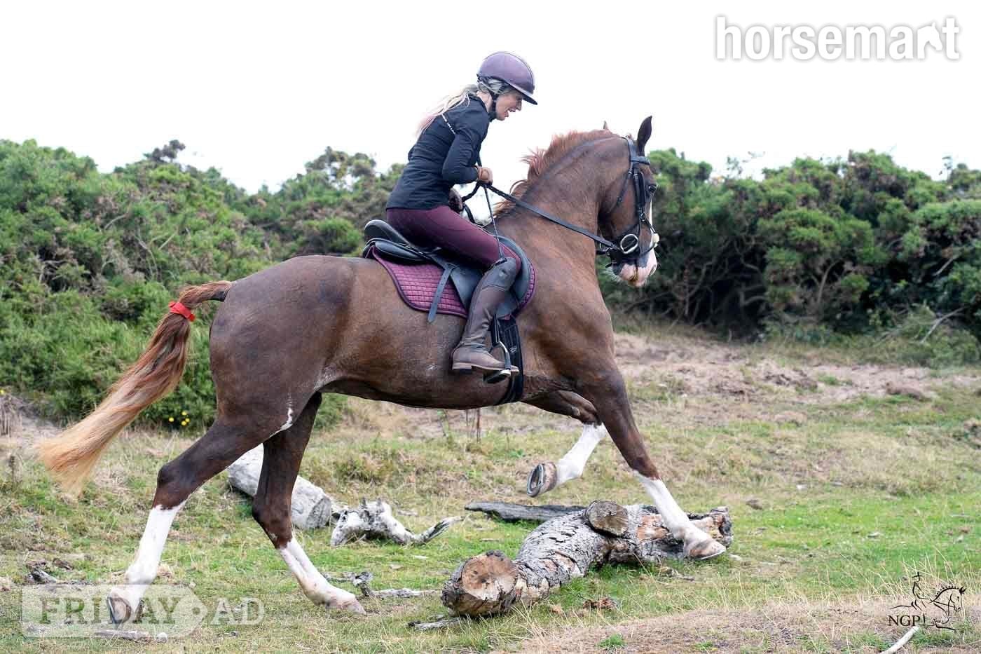 "Heemhoeves Blue Angel" Chestnut Mare Broodmare - Horses