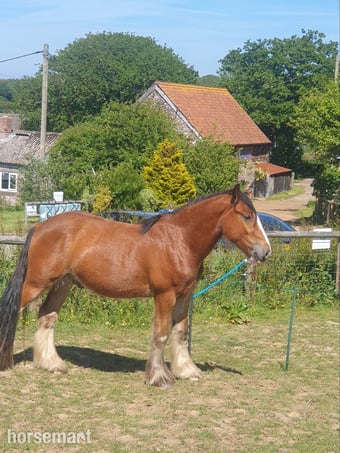 "Monarch" Bay Gelding Cob/Heavy Horse