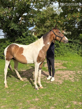 "Fern" Coloured Filly Youngstock / Foal