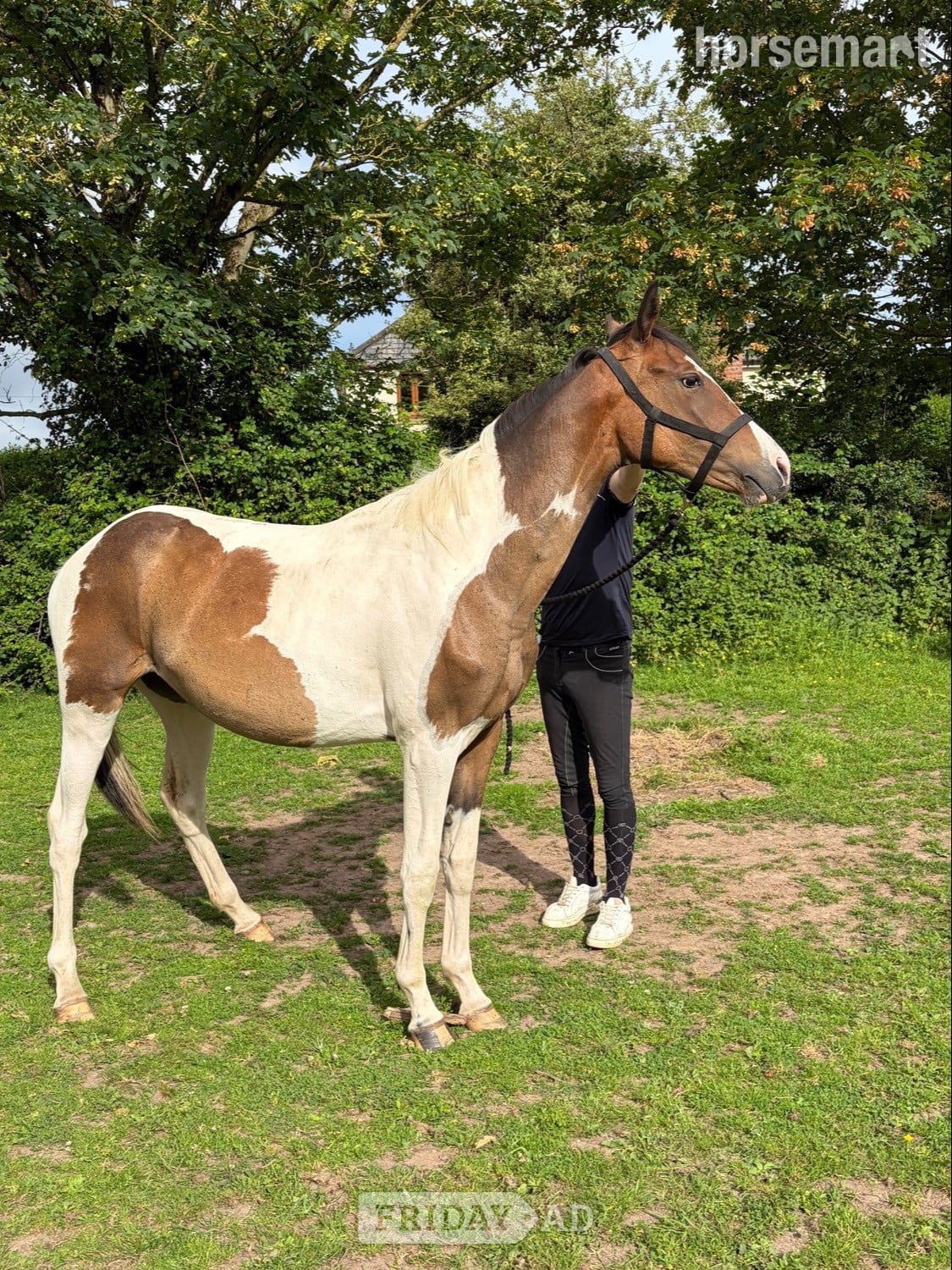 "Fern" Coloured Filly Youngstock / Foal in Chester
