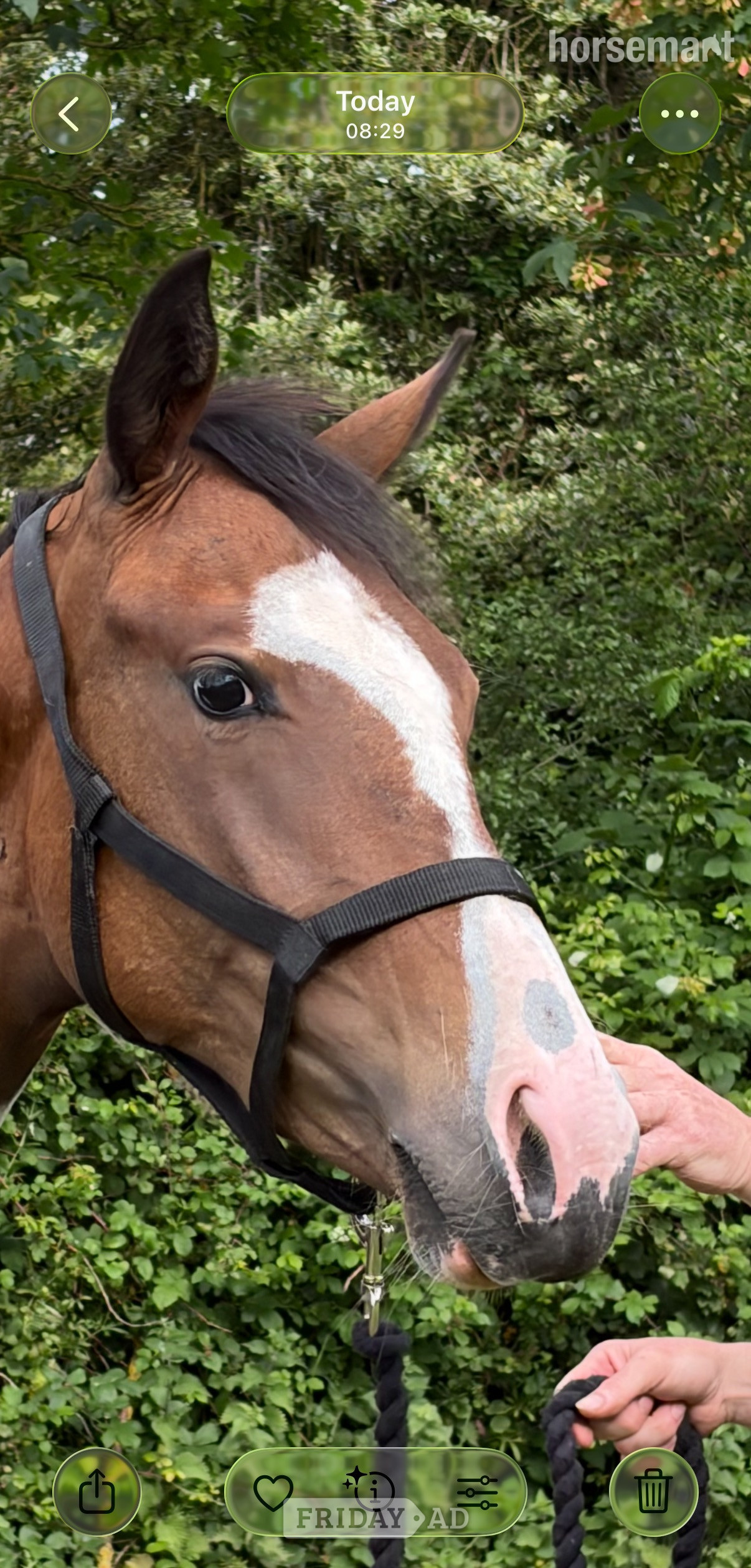 "Fern" Coloured Filly Youngstock / Foal
