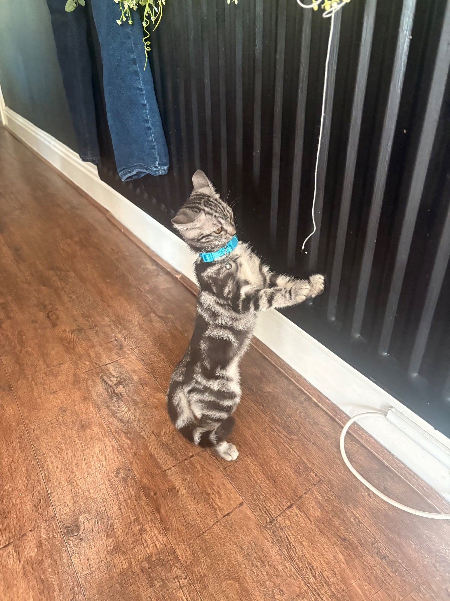 Two boys left - offers accepted - Cats & Kittens in Tamworth