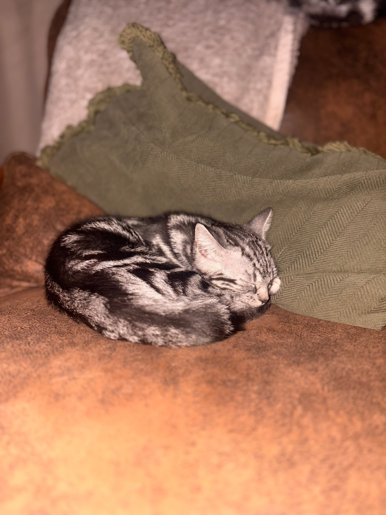Two boys left - offers accepted - Cats & Kittens