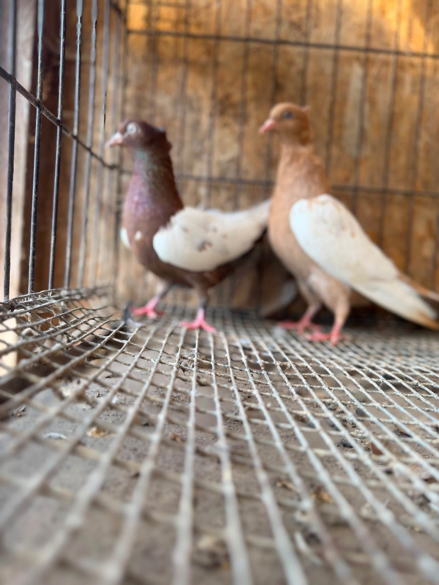 Bristol IMPORTED IRANIAN SINEH PIGEONS