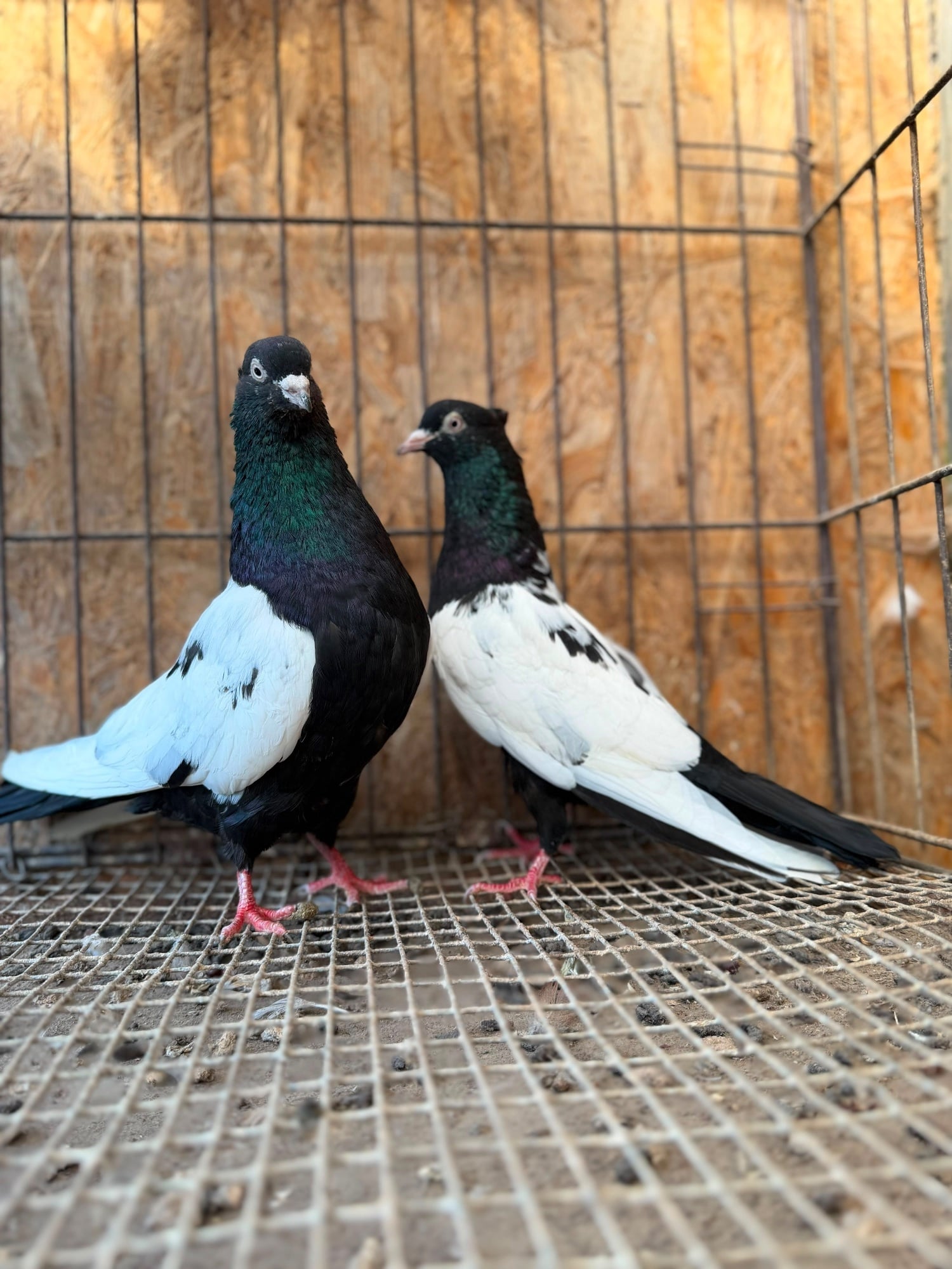 IMPORTED IRANIAN SINEH PIGEONS - Birds in Bristol