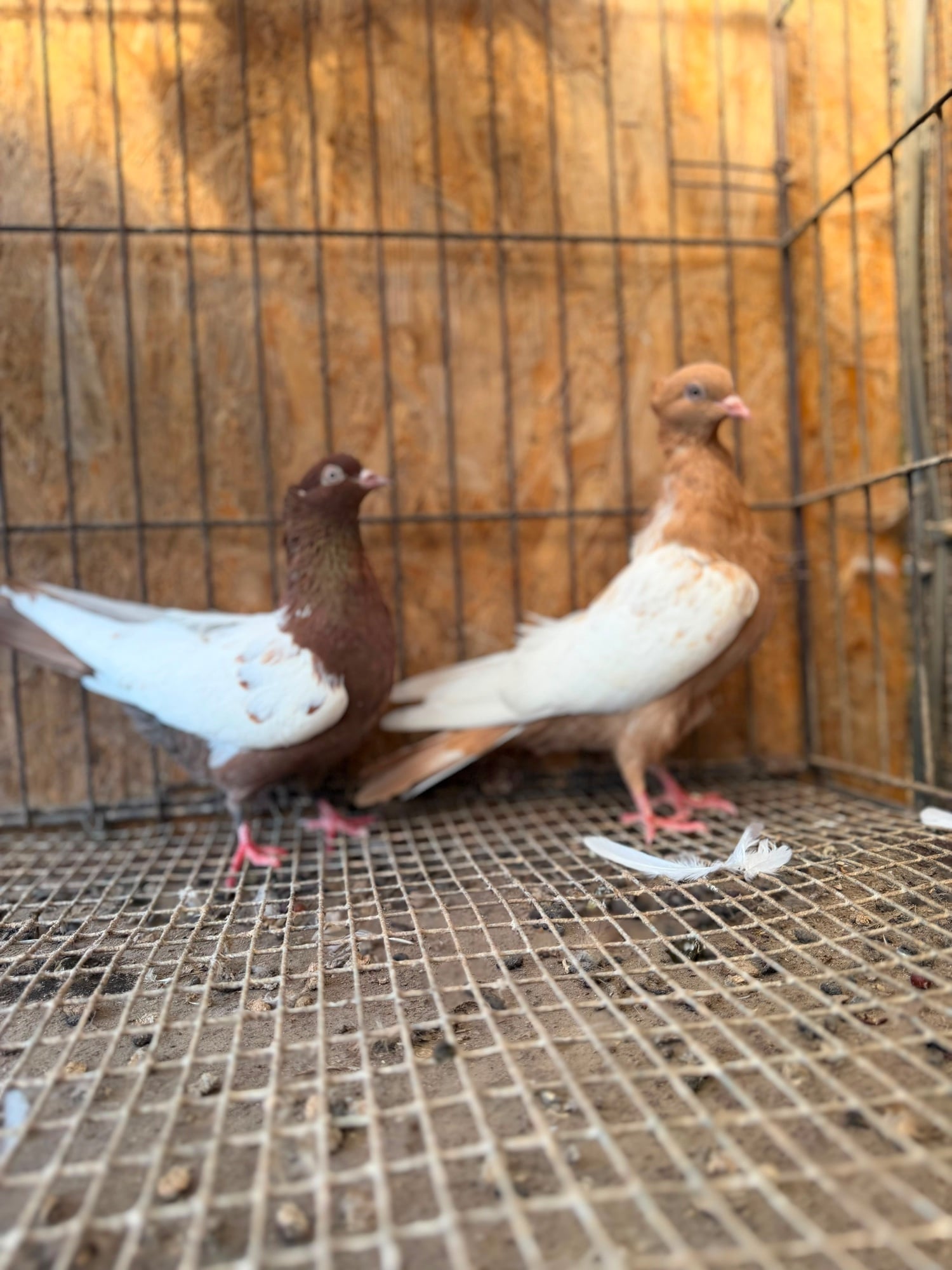 IMPORTED IRANIAN SINEH PIGEONS - Birds