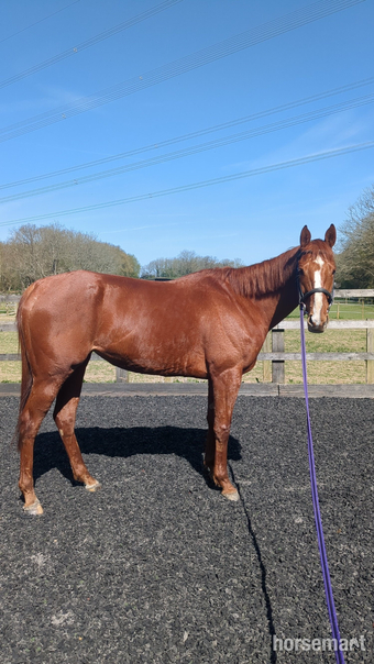 "Crazy maisie " Chestnut Mare Ex Racehorse