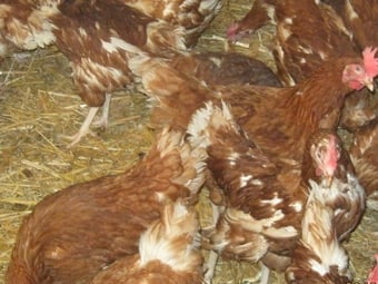 Rescued Chickens / Egg laying Hens £6 each 5 for £25
