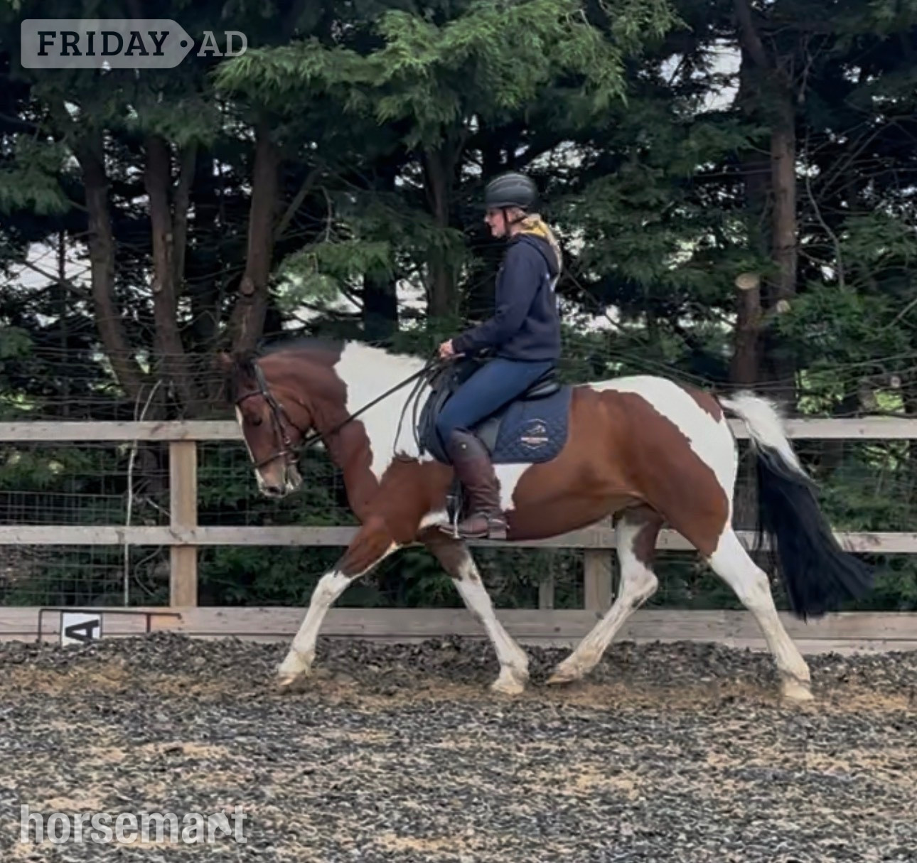 "Maisie " Coloured Mare All Rounder in Wainfleet All Saints