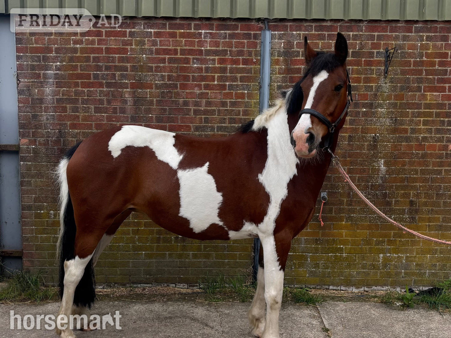 "Maisie " Coloured Mare All Rounder