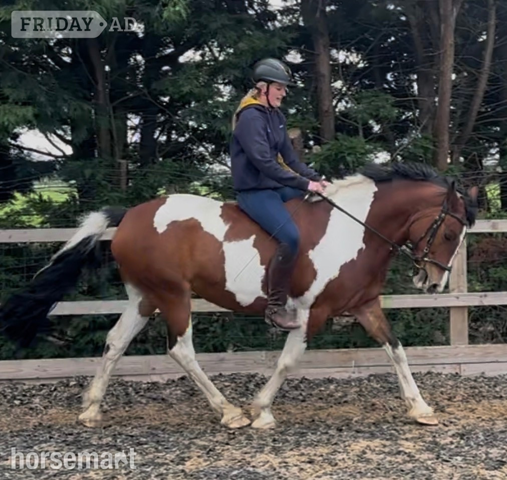 Wainfleet All Saints "Maisie " Coloured Mare All Rounder