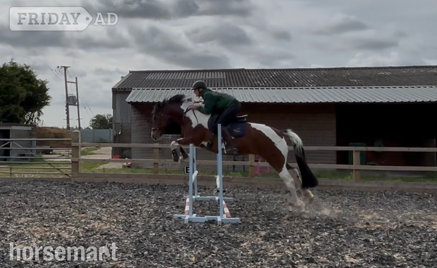"Maisie " Coloured Mare All Rounder - Horses in Wainfleet All Saints