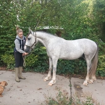 "Toby" Grey Gelding Youngstock / Foal