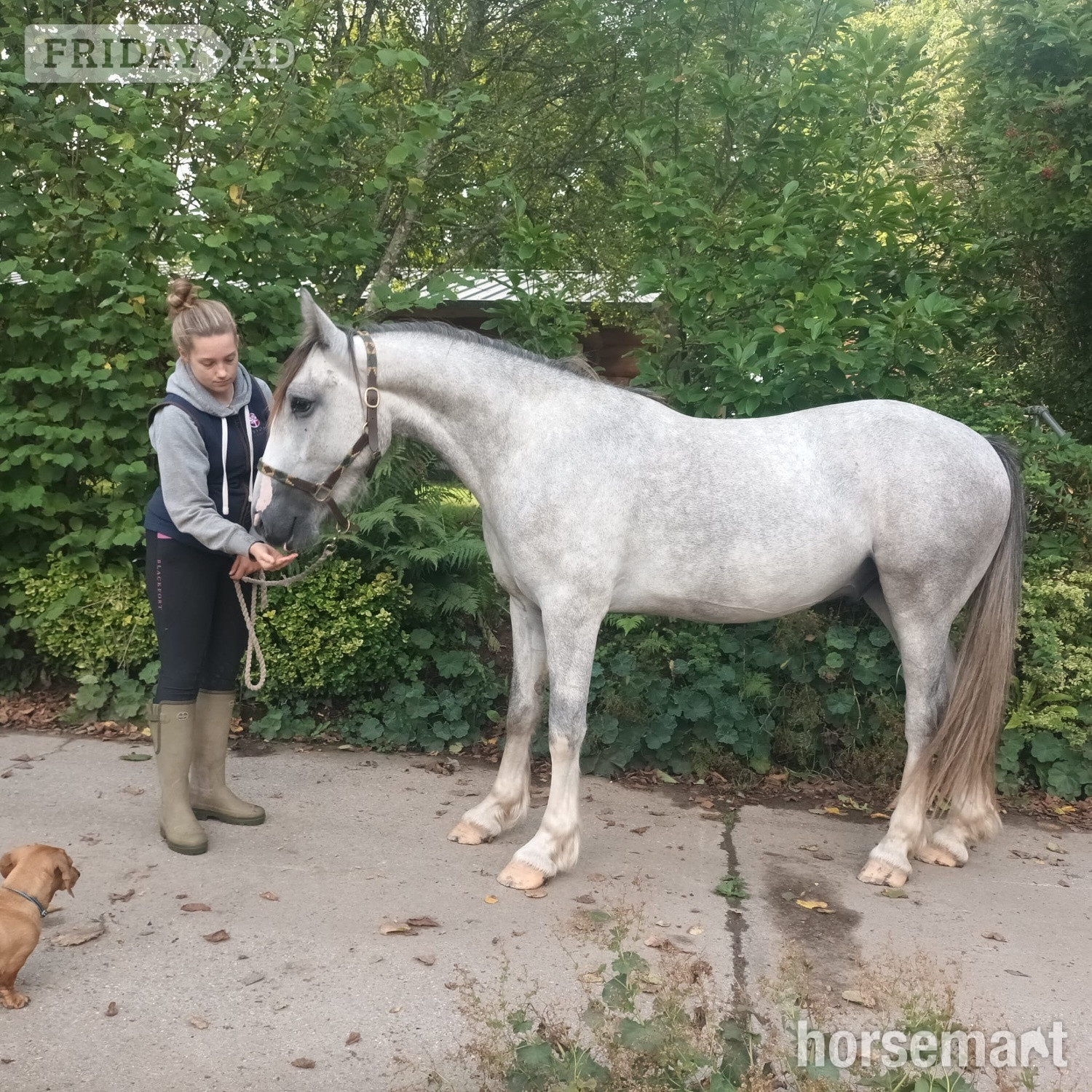 "Toby" Grey Gelding Youngstock / Foal in Okehampton