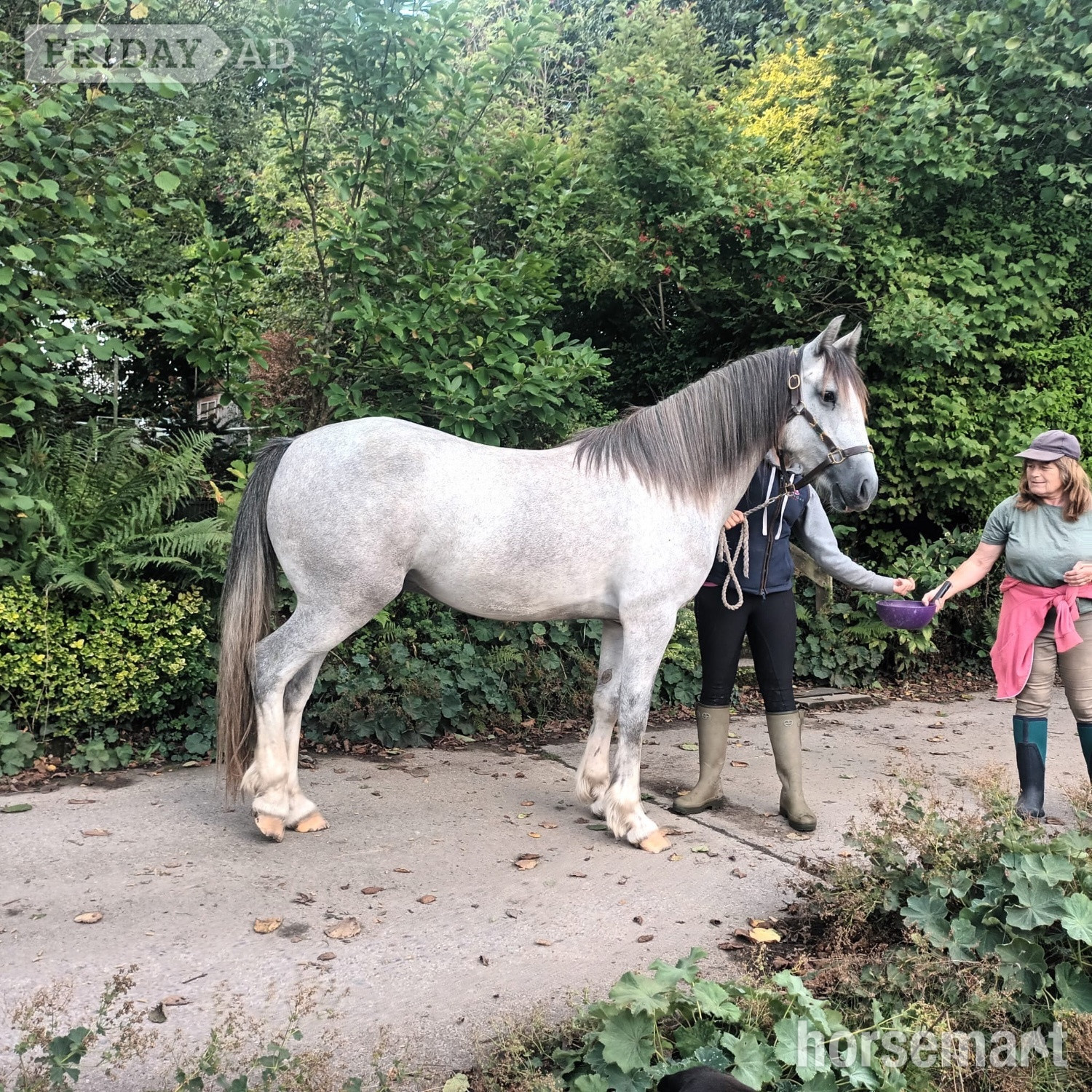 "Toby" Grey Gelding Youngstock / Foal