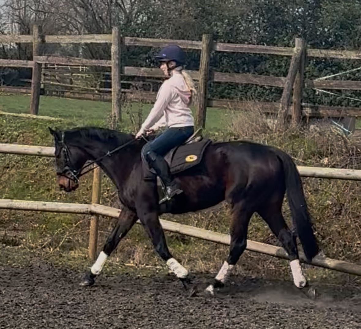 "Terry" Dark Bay Gelding All Rounder