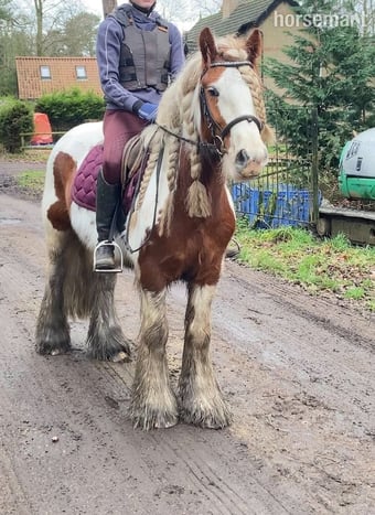 "Bobby" Skewbald Gelding Cob/Heavy Horse