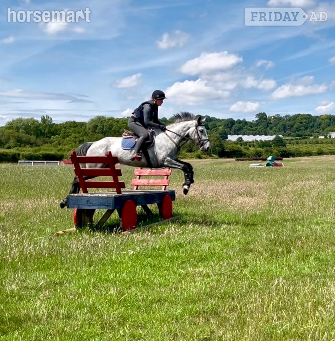 Staplehurst "Cassie" Dapple Grey Mare All Rounder