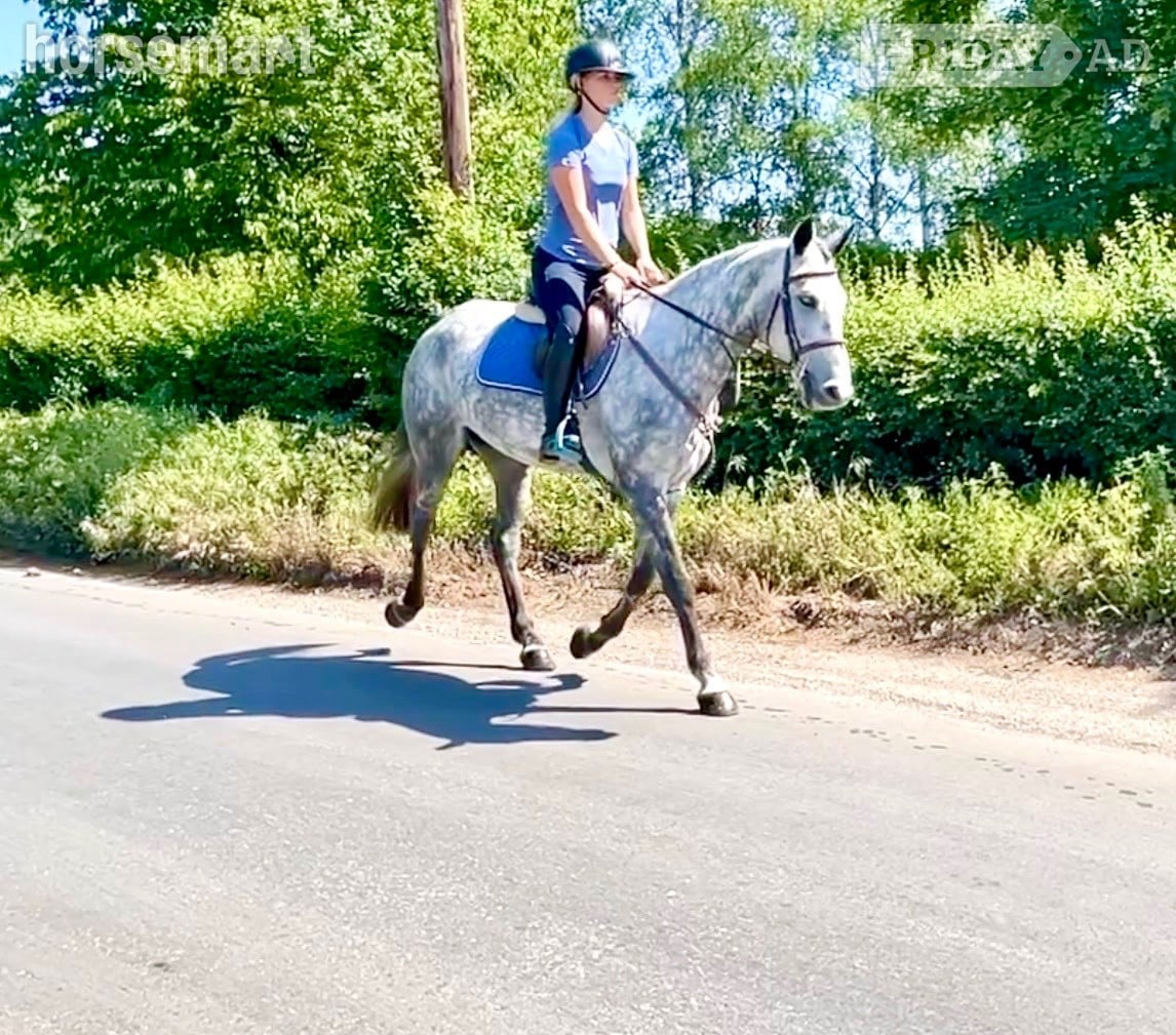 "Cassie" Dapple Grey Mare All Rounder