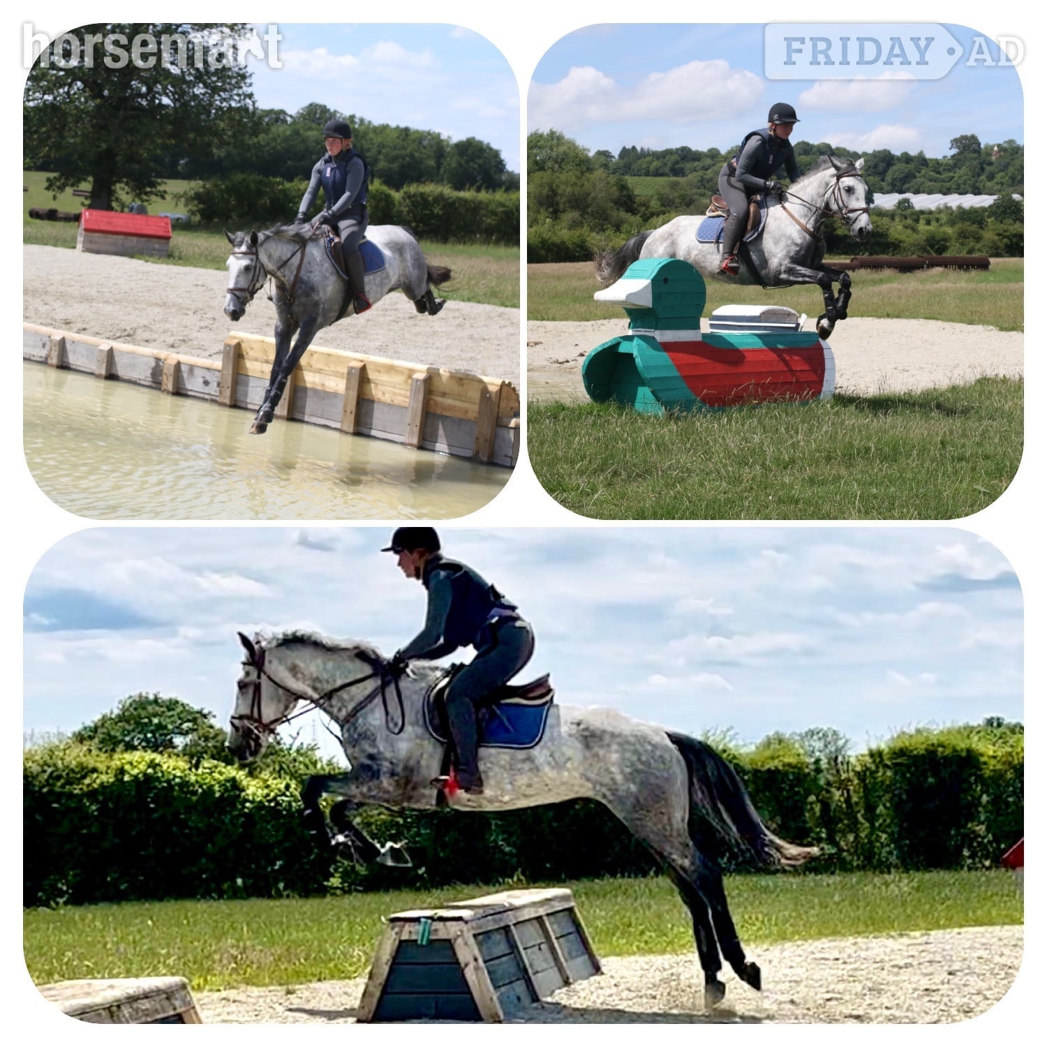 "Cassie" Dapple Grey Mare All Rounder - Horses in Staplehurst