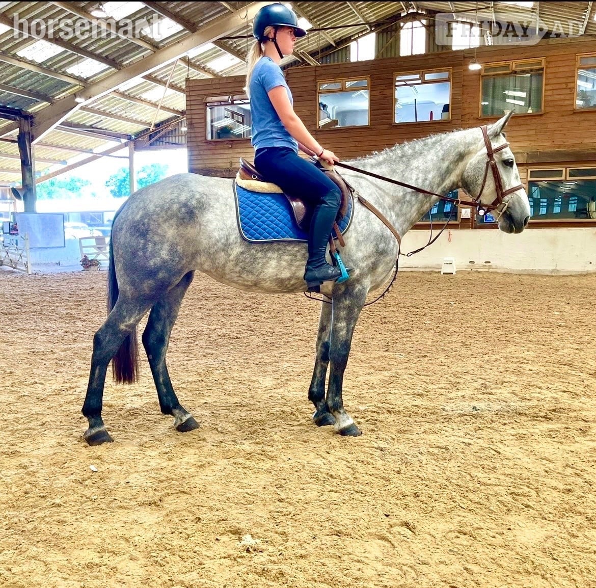 "Cassie" Dapple Grey Mare All Rounder in Staplehurst