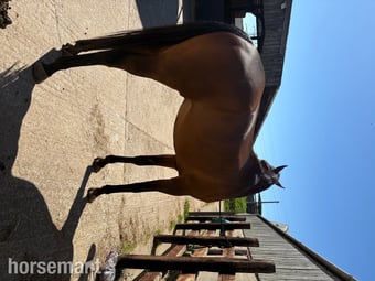 "Woody " Bay Gelding Ex Racehorse