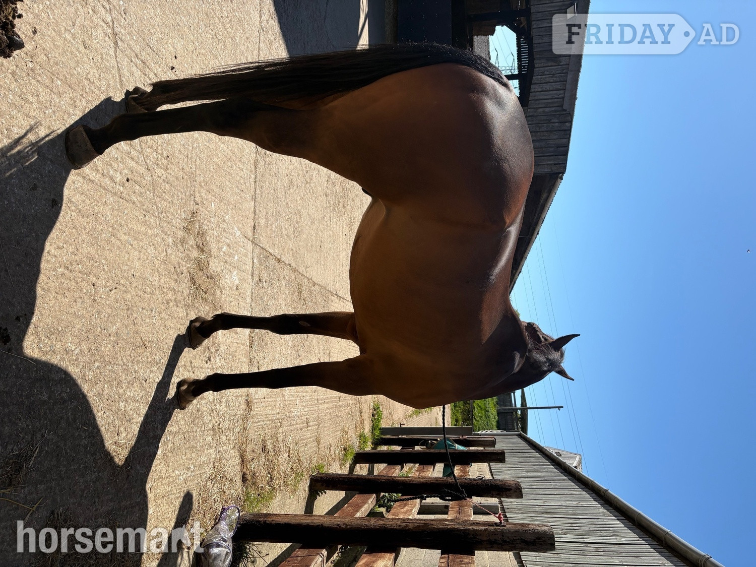 "Woody " Bay Gelding Ex Racehorse in Middlesbrough