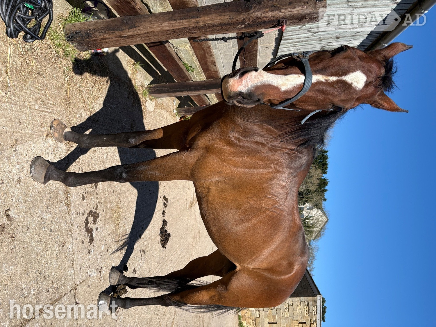"Woody " Bay Gelding Ex Racehorse