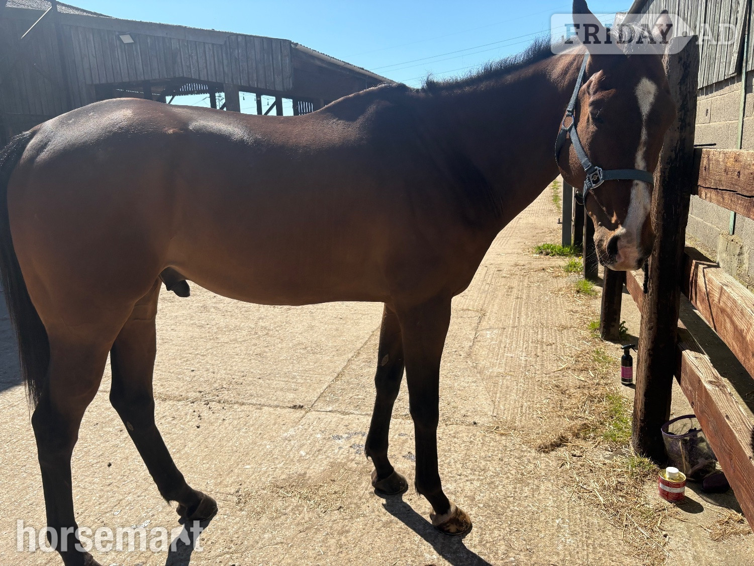 Middlesbrough "Woody " Bay Gelding Ex Racehorse