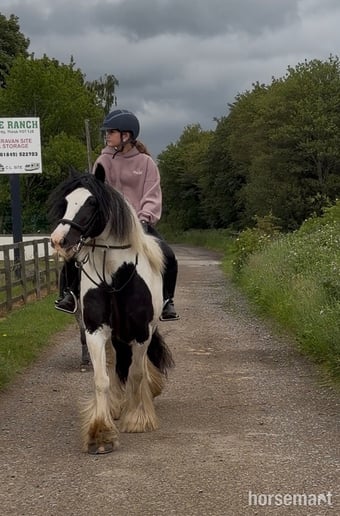 "Moo" Piebald Mare Cob/Heavy Horse