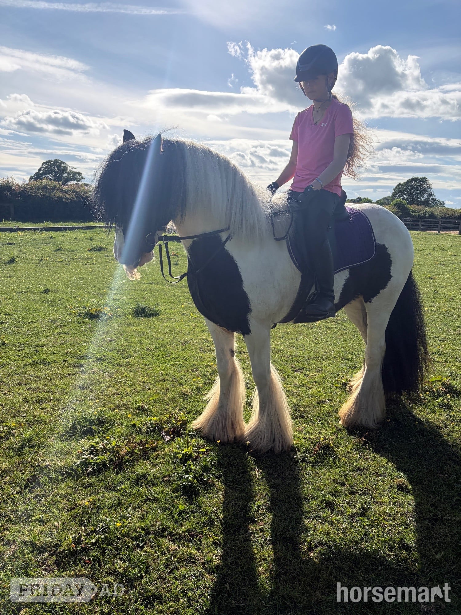 Thirsk "Moo" Piebald Mare Cob/Heavy Horse