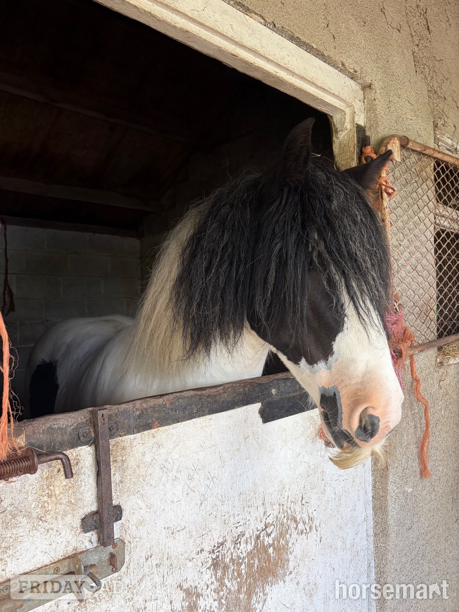 "Moo" Piebald Mare Cob/Heavy Horse - Horses