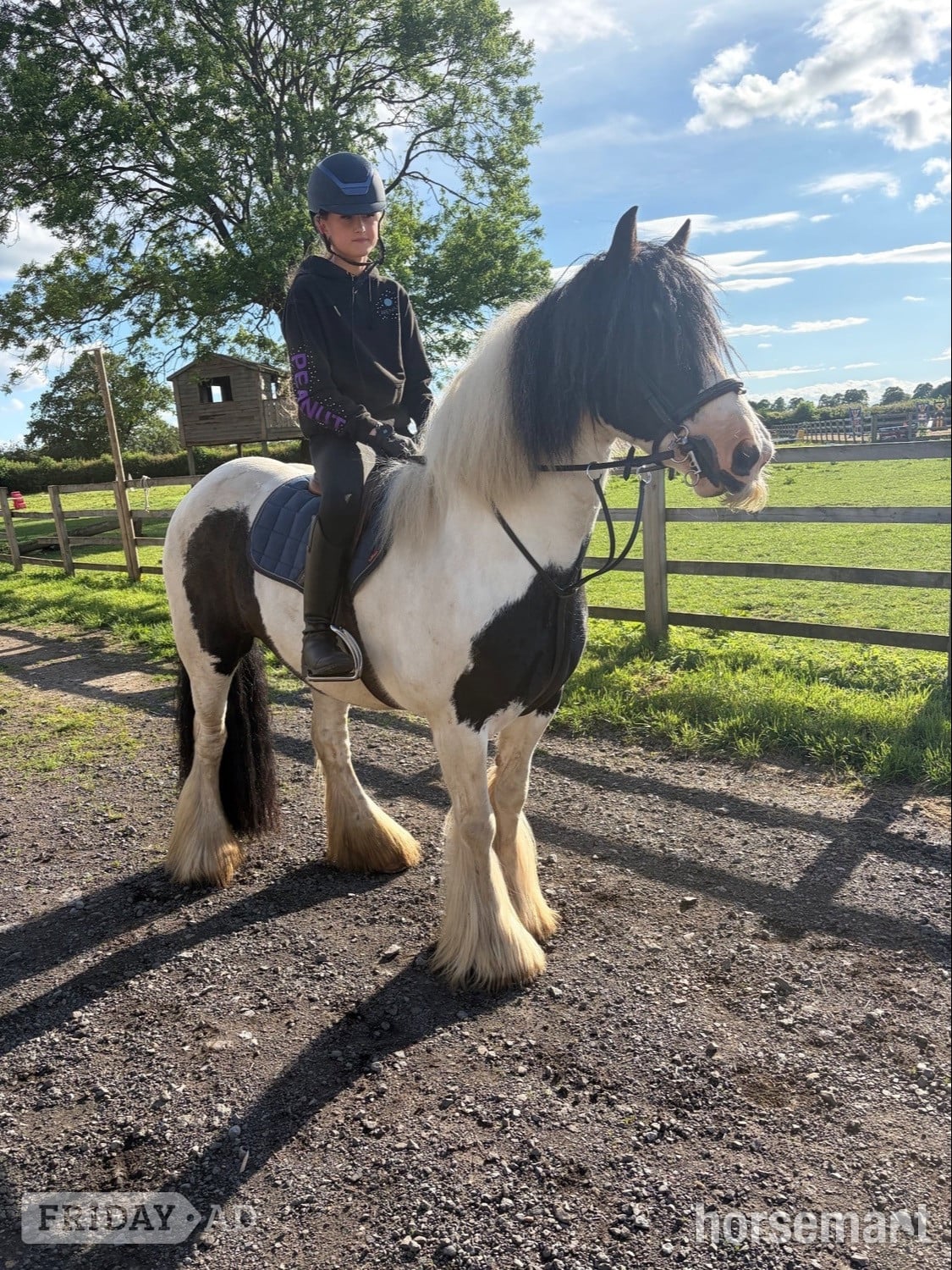 "Moo" Piebald Mare Cob/Heavy Horse