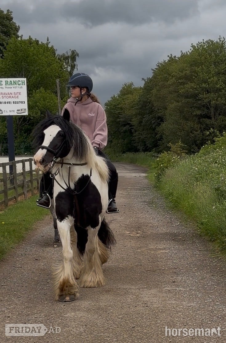 "Moo" Piebald Mare Cob/Heavy Horse in Thirsk