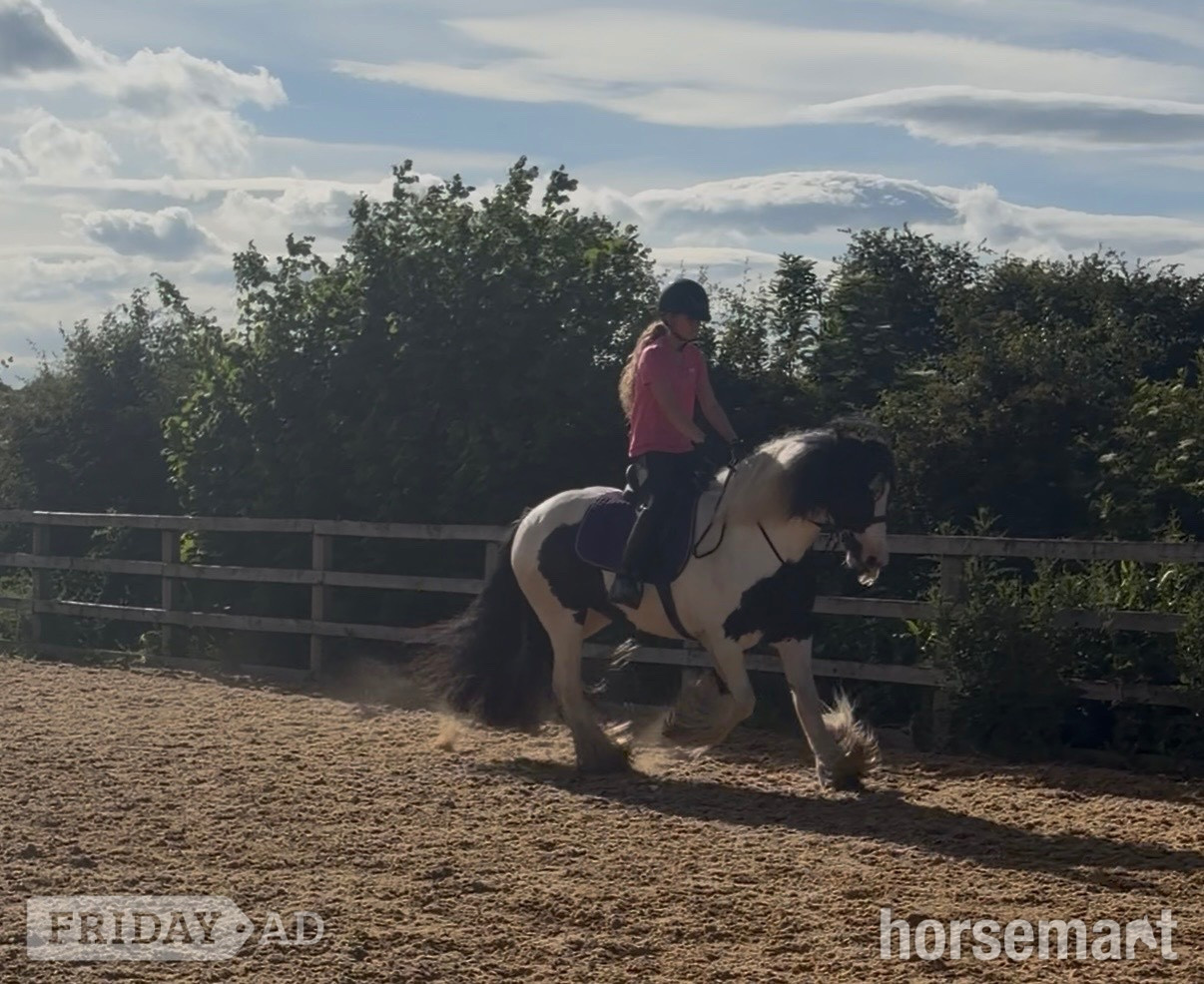 "Moo" Piebald Mare Cob/Heavy Horse - Horses in Thirsk