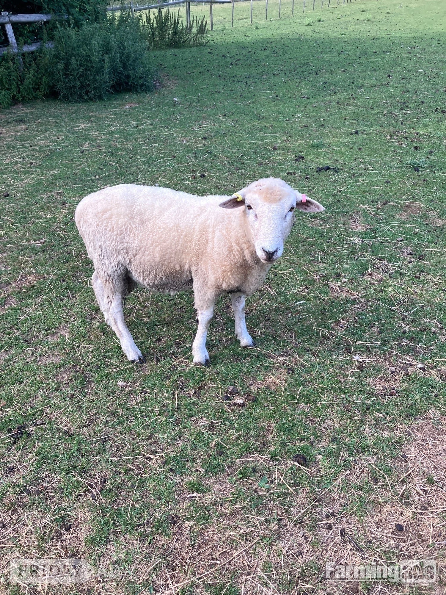 Romney Breeding Rams in Woodnesborough