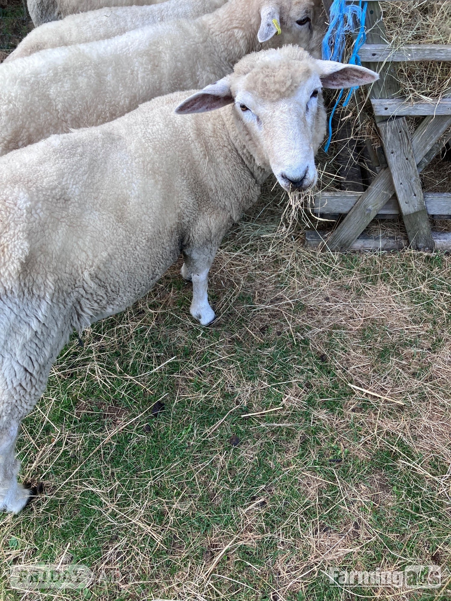 Romney Breeding Rams