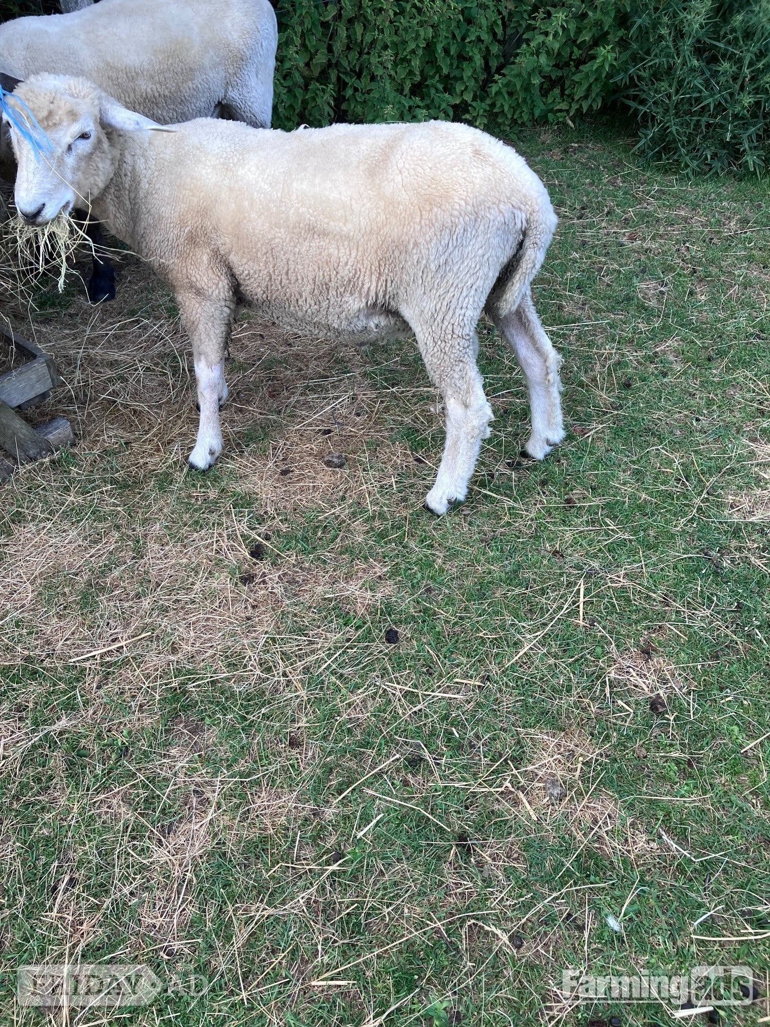 Romney Breeding Rams - Livestock in Woodnesborough