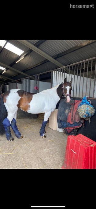 "Betty" Skewbald Mare Broodmare