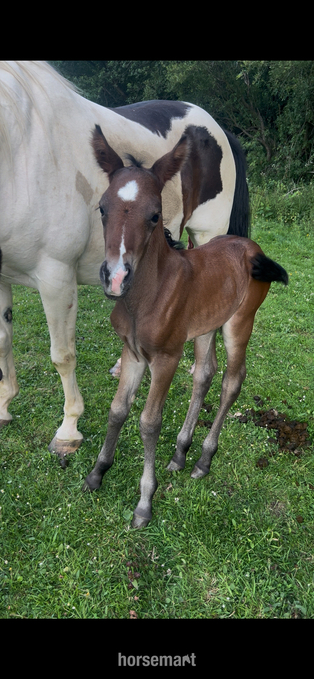 "Betty" Skewbald Mare Broodmare