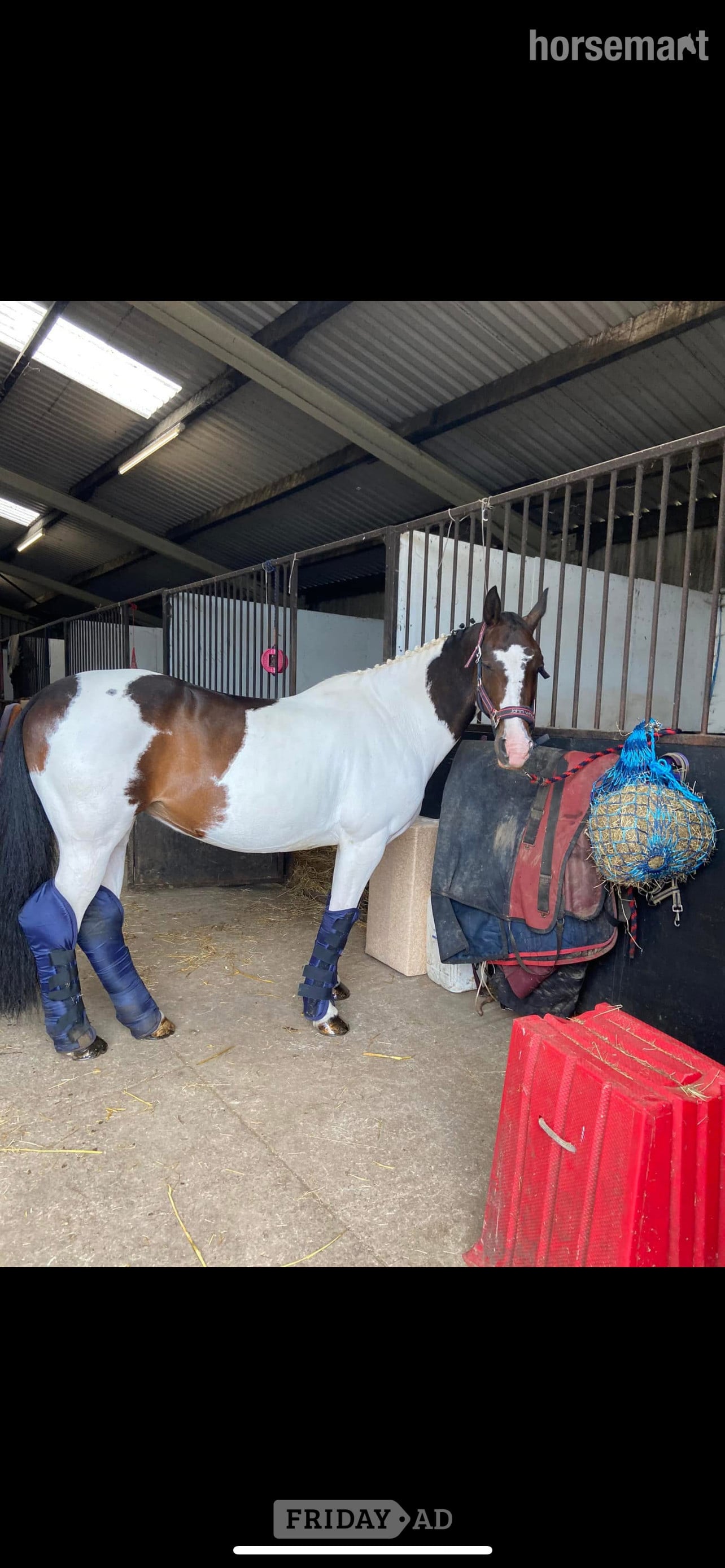 "Betty" Skewbald Mare Broodmare in Darlington