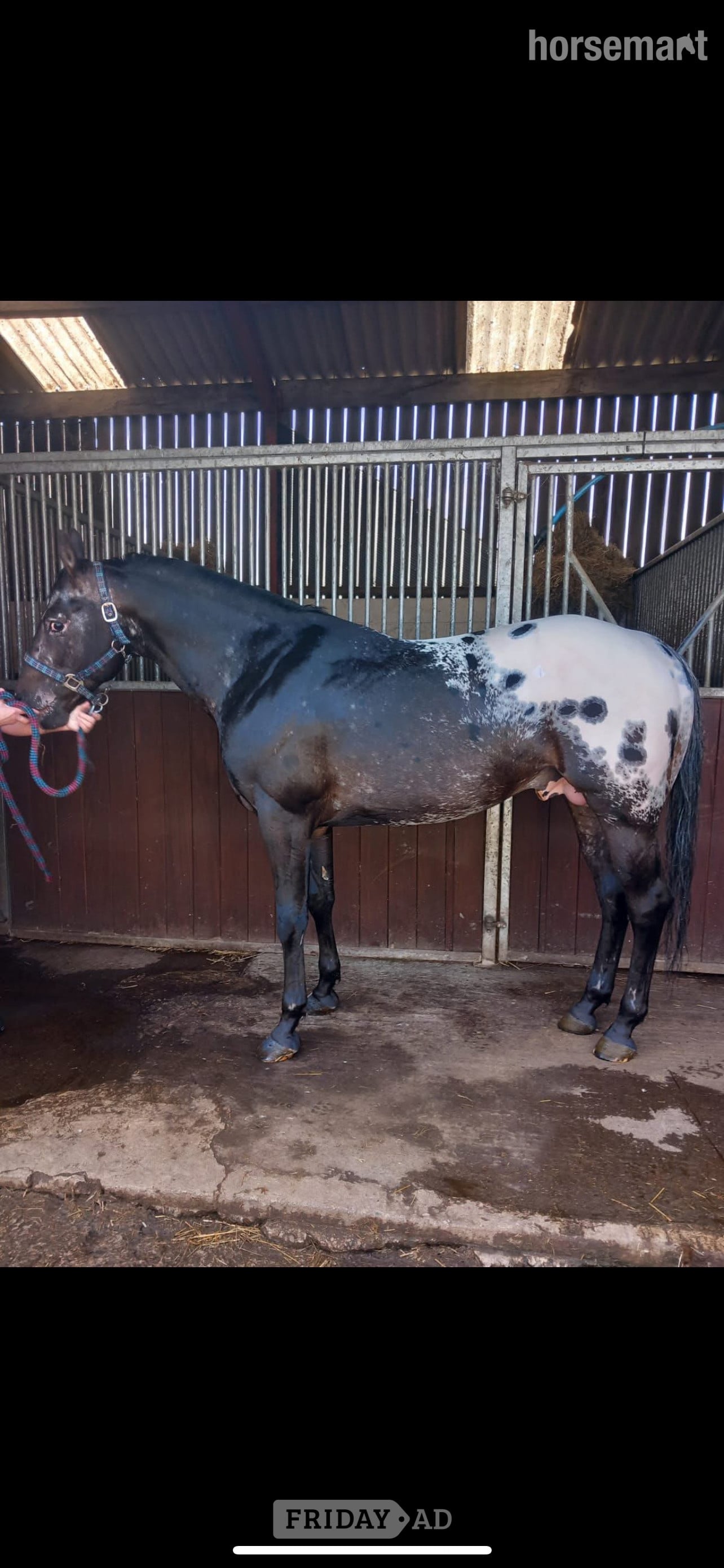 "Betty" Skewbald Mare Broodmare