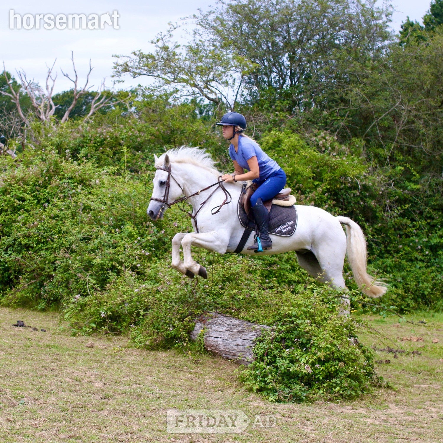 "Bob" Grey Gelding All Rounder in Staplehurst
