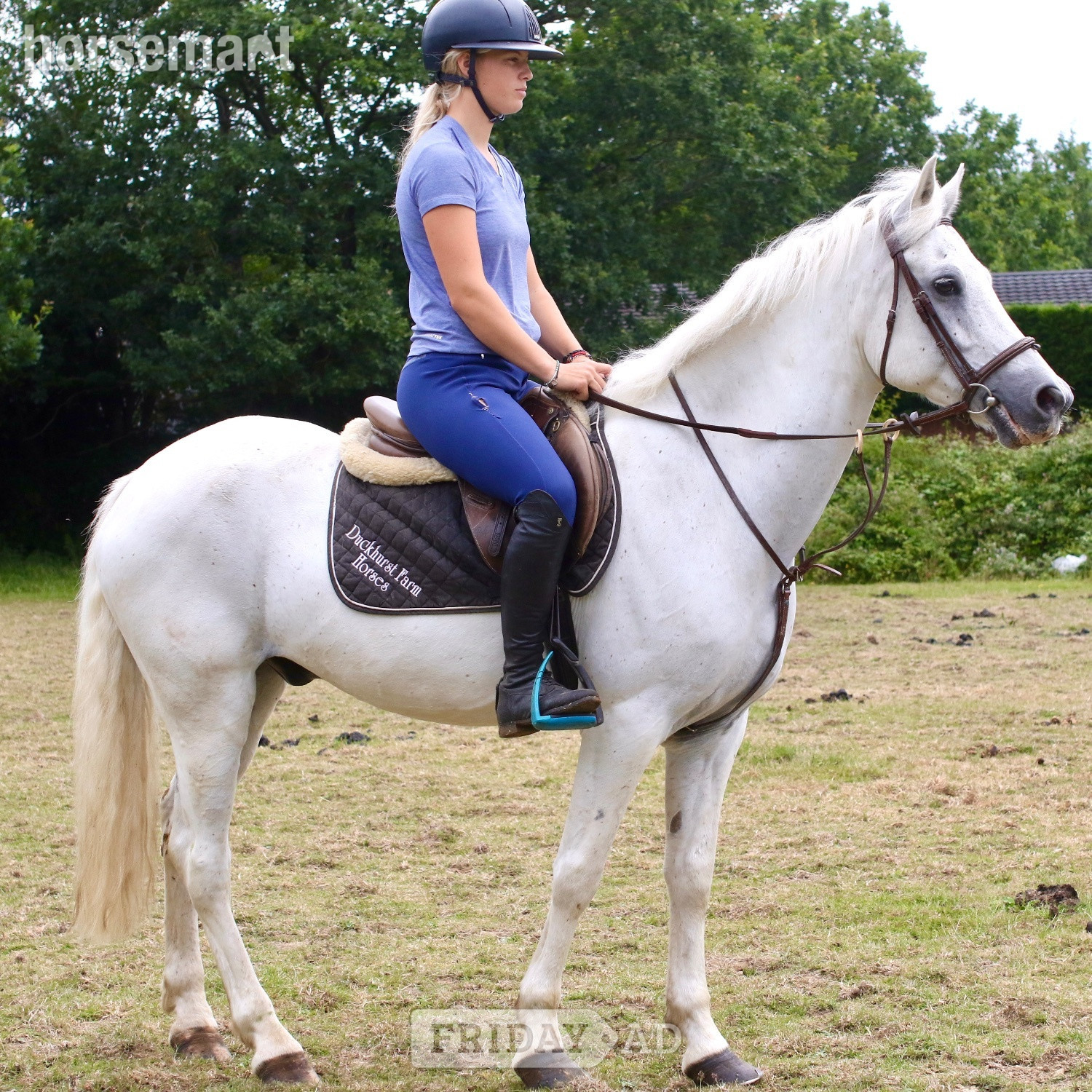 "Bob" Grey Gelding All Rounder