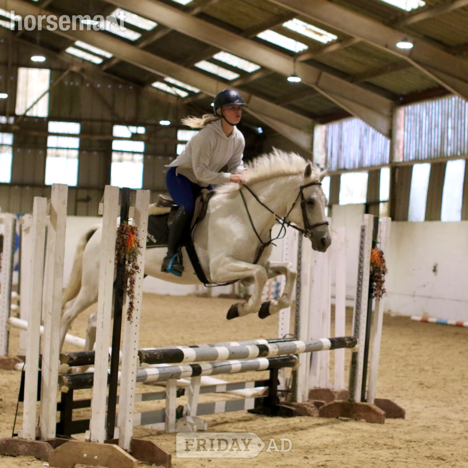 Staplehurst "Bob" Grey Gelding All Rounder
