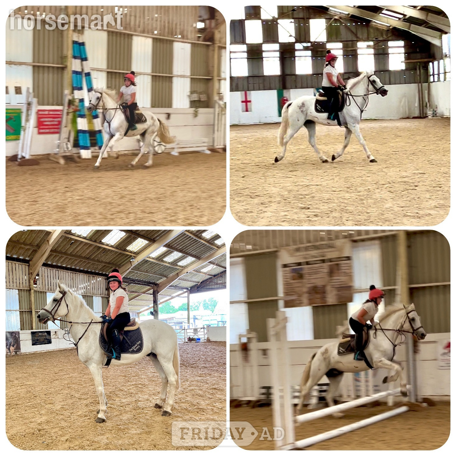 "Bob" Grey Gelding All Rounder - Horses in Staplehurst