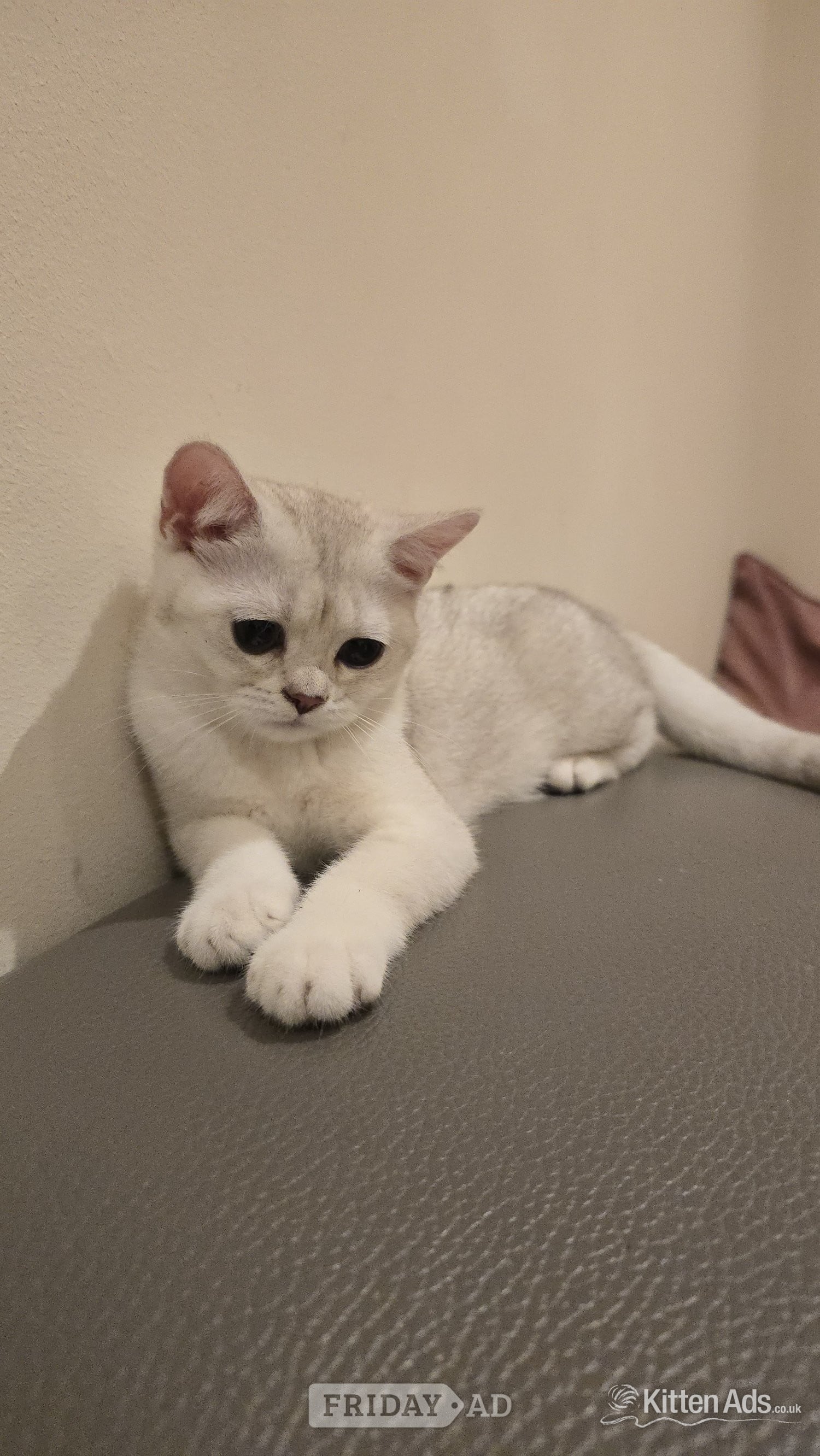 Beautiful BSH White Chinchilla Kitten  ready for new home! in London