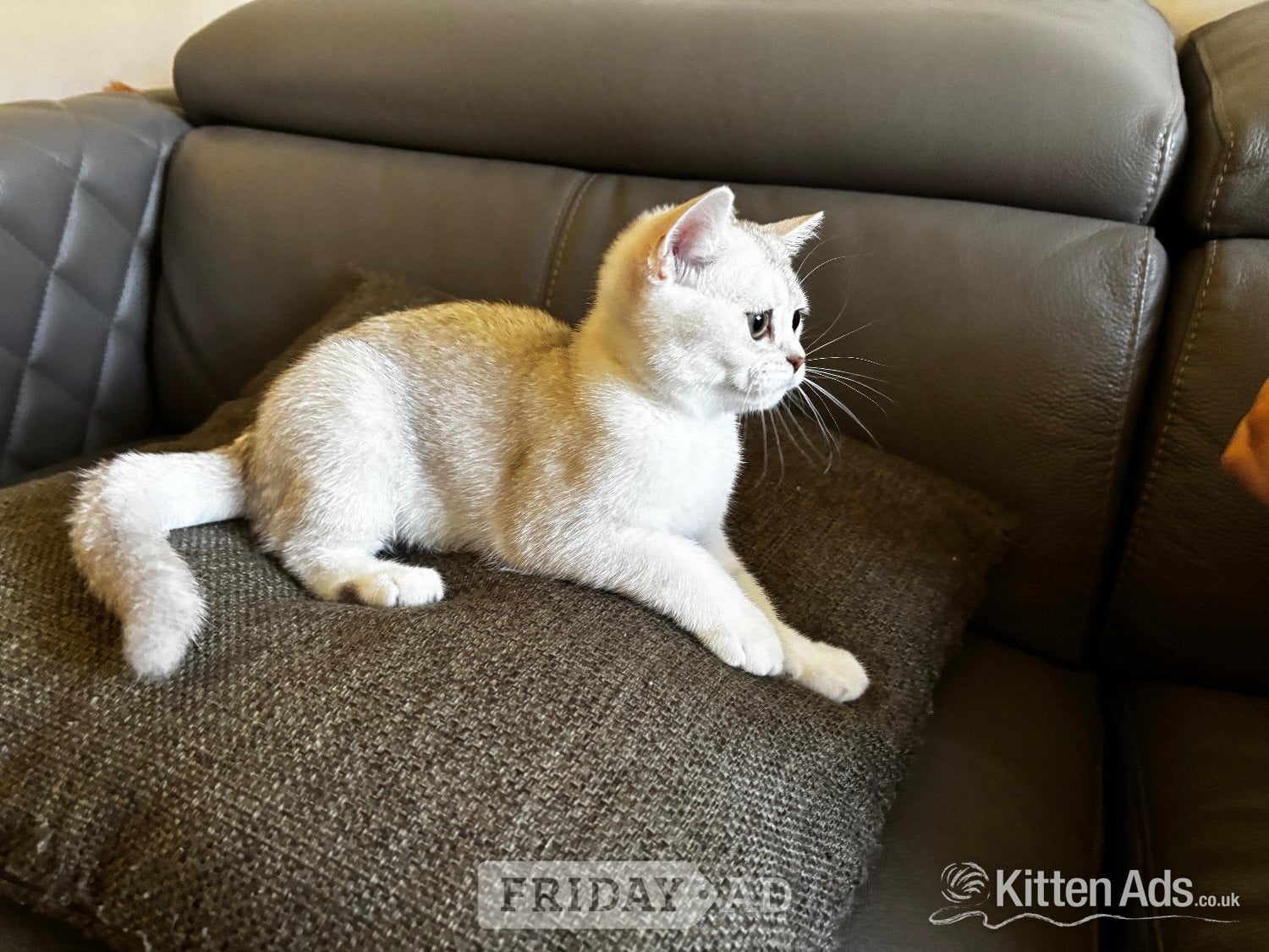 London Beautiful BSH White Chinchilla Kitten  ready for new home!