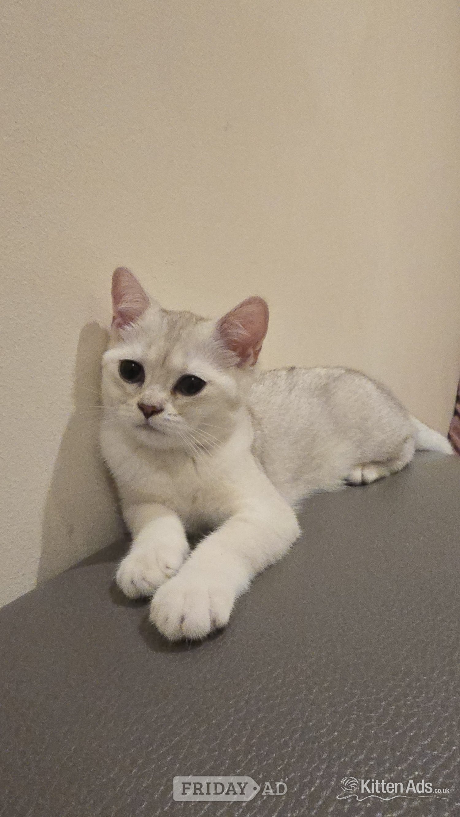 Beautiful BSH White Chinchilla Kitten  ready for new home! - Cats & Kittens in London
